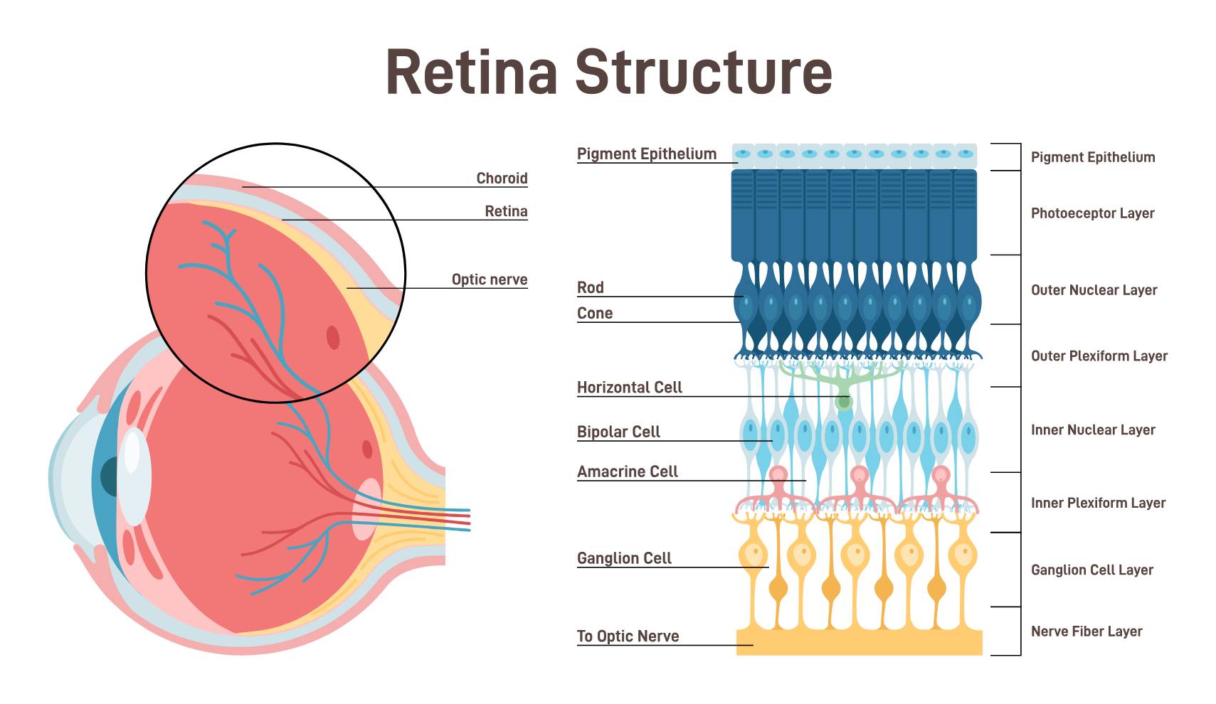 RetinaStructureInfograph